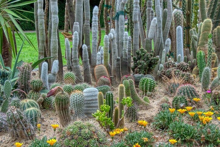 Phoenix Landmarks Tour Desert Botanical Garden