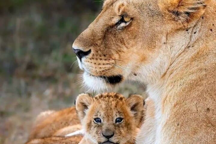 Kruger Half Day Safari