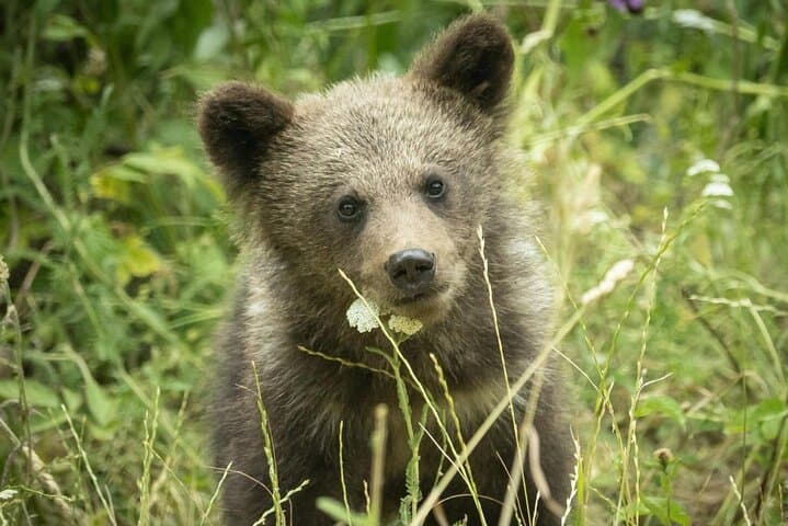 Bears Sanctuary and Dracula's Castle, with Pick-up & Small-group
