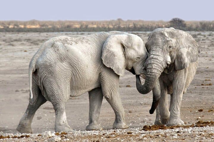 Majestic Elephant and Big 5 Chobe National Park Safari Experience