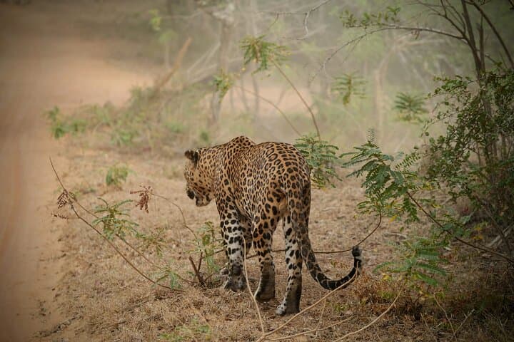 Private Multi Day Sri Lanka Tour with Chauffeur