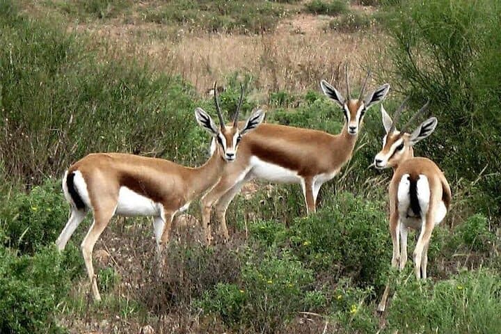 Visite The National Parc of Souss Massa