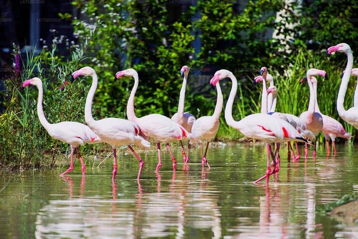 Bundala Safari (Bird Watching) Day Trip - Private & All Inclusive
