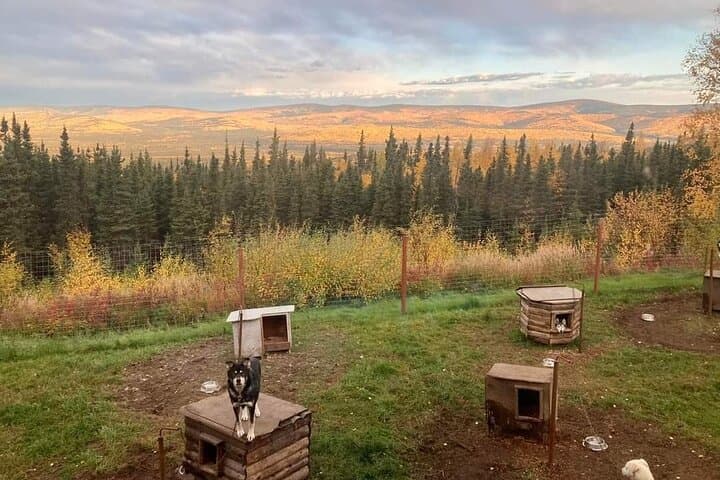 Sluice Box Kennel & Husky Life Experience