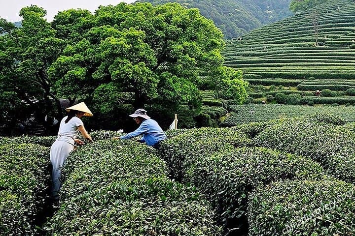 Fun Longjing Tea Experience Private Day Tour (Hangzhou)