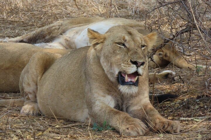3 Day Kruger South Safari from Johannesburg