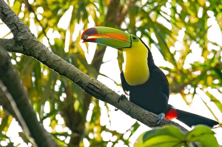 Roatan Private Excursión, Monkey & Sloth & Beach Break