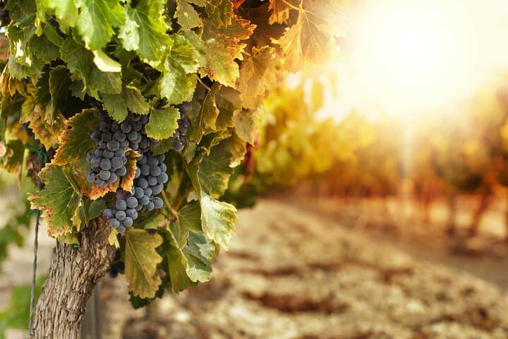 Private Kefalonia Wine Experience: Fine Wines & Tradition