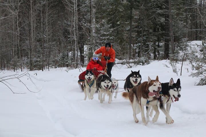 Dogsledding Valley Adventure in Laurentians