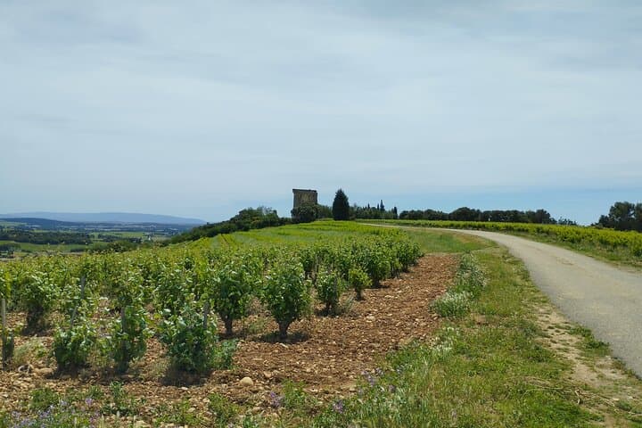 Inside Châteauneuf-du-Pape: A Wine Experience