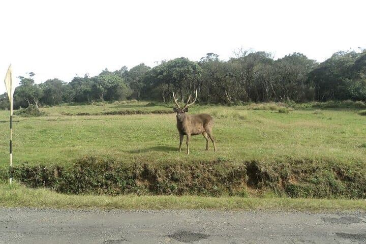 Horton Plains Day Tour From Kandy