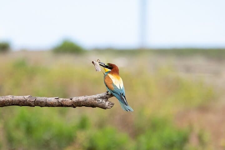 Istanbul Birding Day Trip