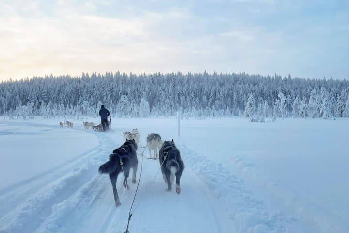 Husky Wild Running