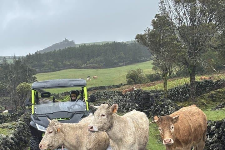 Happy Cows Buggy Tour