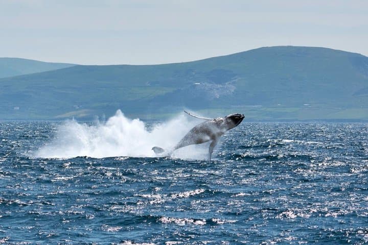 Wildlife Tour