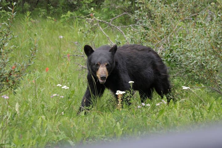 Canadian Rockies to Rainforest Tour