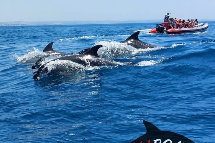 Dolphins Watching from Albufeira