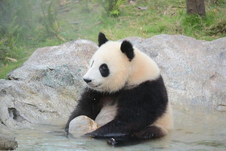4 Full Days Private Tour to All Highlights in Chengdu & Vicinity