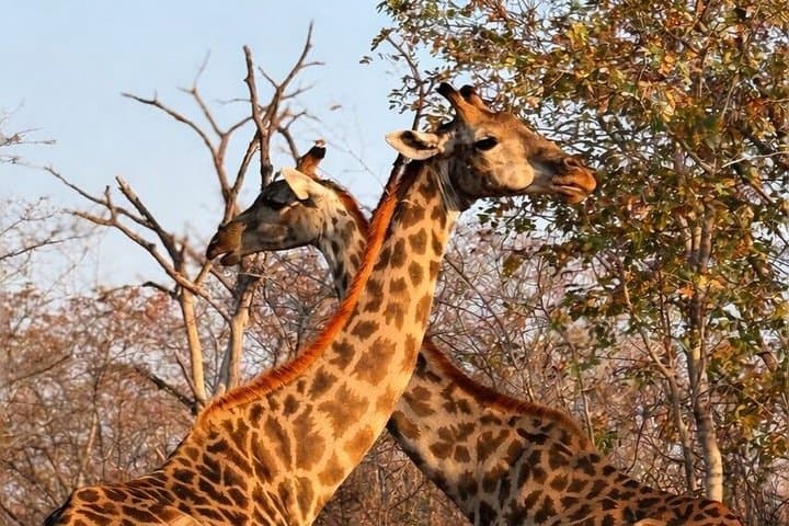 Am or Pm Game Drive