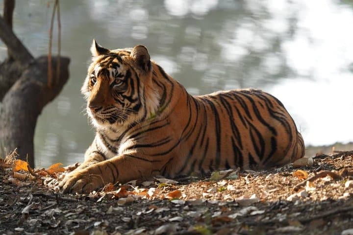 Ranthambore Day Trip from Jaipur with Tiger Safari