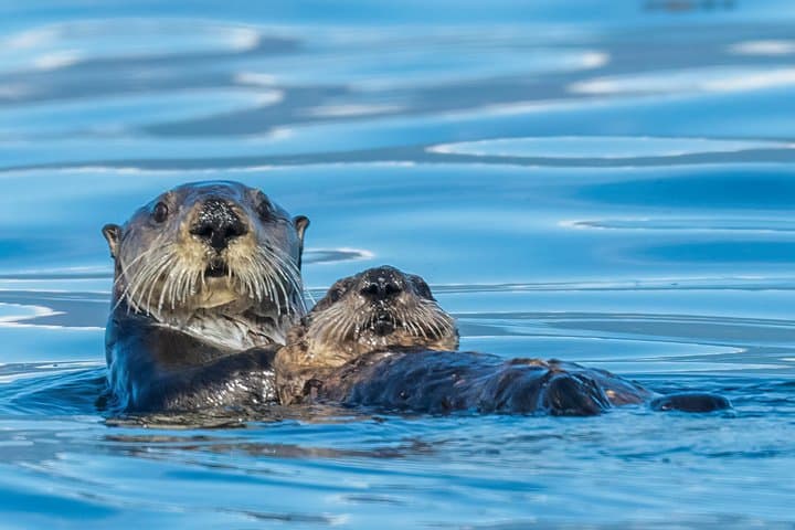 Best Whale Watching and Wildlife Shore Excursion in Sitka