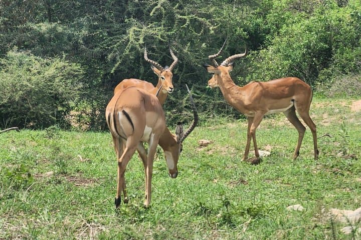 4-Days Tour to Tanzania National parks
