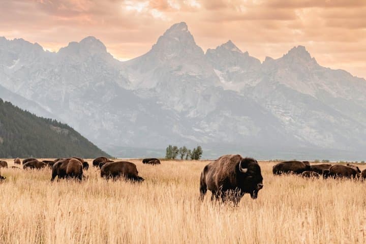 Jackson: Private Teton Widlife Safari & Lake Beach Experience