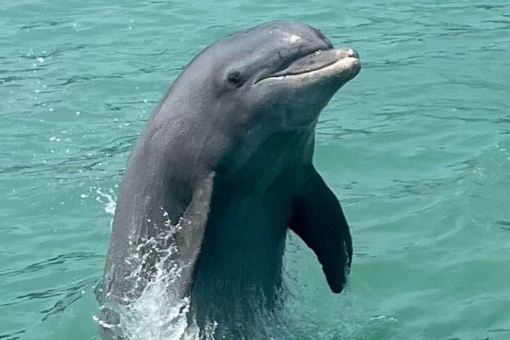 Dolphin Watch Eco Shelling Cruise to Keewaydin Island