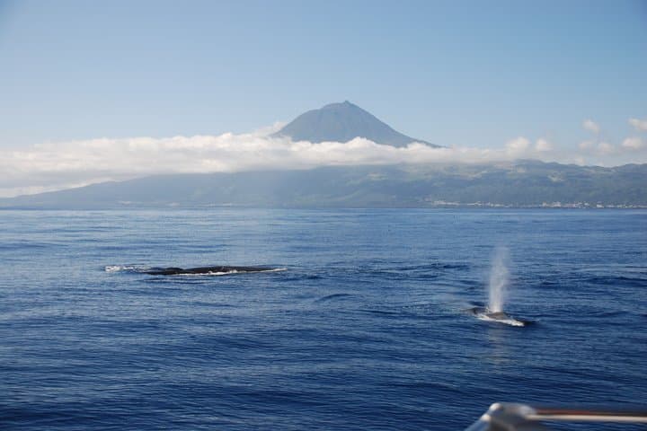 Whale and Dolphin Watching in Pico Island - Half Day