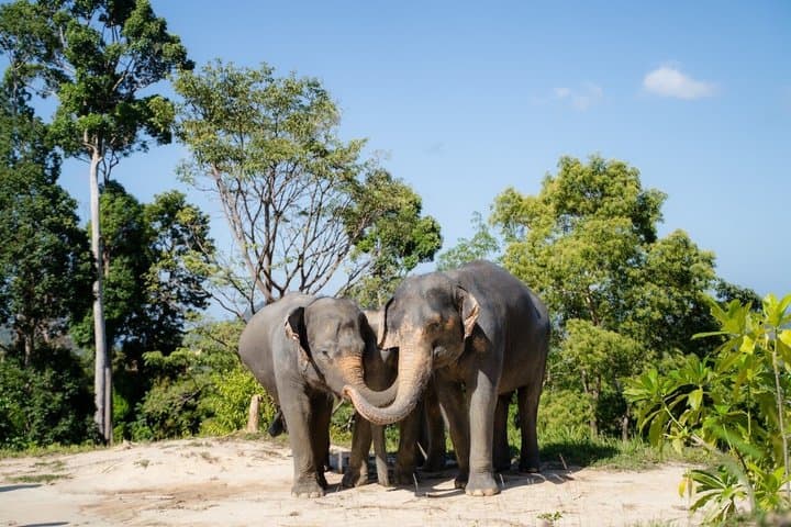 Guide Tour to Patong Hilltribe Ethical Elephant Village