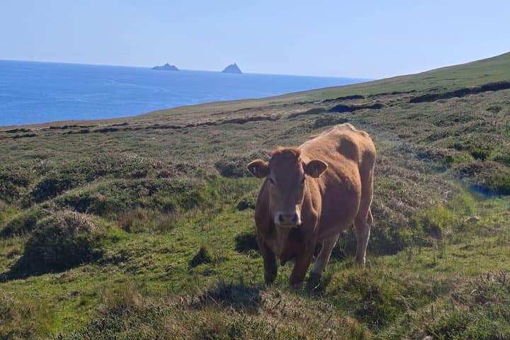 Ring of Kerry and Skellig Ring Private Day Tour
