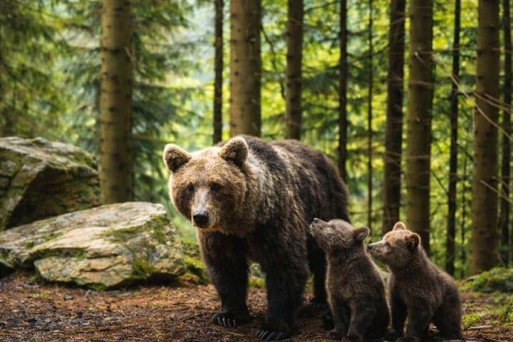 Bran Castle & Bear Sanctuary Small-Group Tour from Bucharest