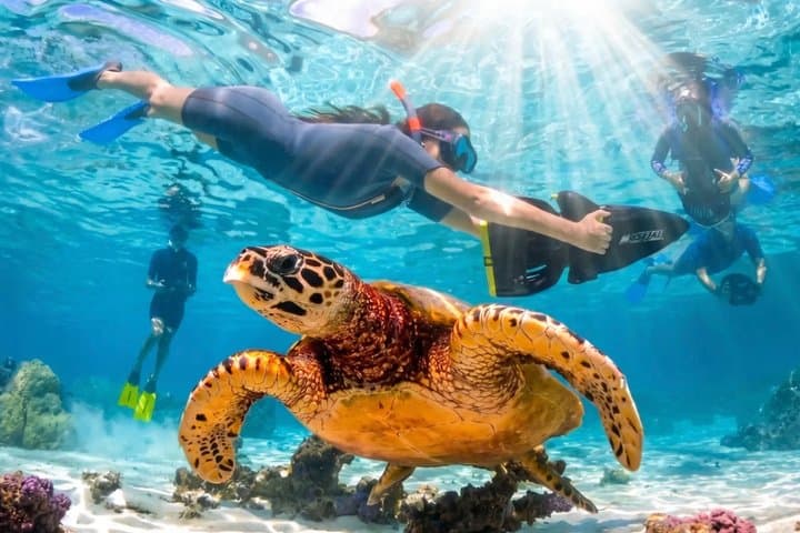 Sea Scooter Jet Snorkeling: Sharks, Rays & Coral Gardens