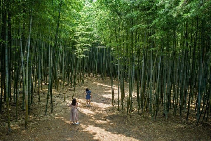 The Real Busan: Bamboo Forest, Coast and Local Life Full Day Tour