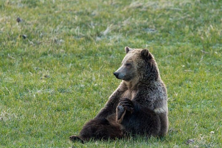 Full Day Guided Wildlife Photography Tour in Yellowstone