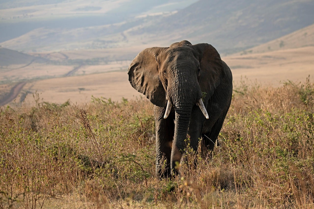 Fumba, Tanzania