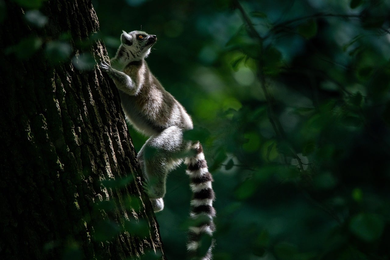 Ivato, Madagascar