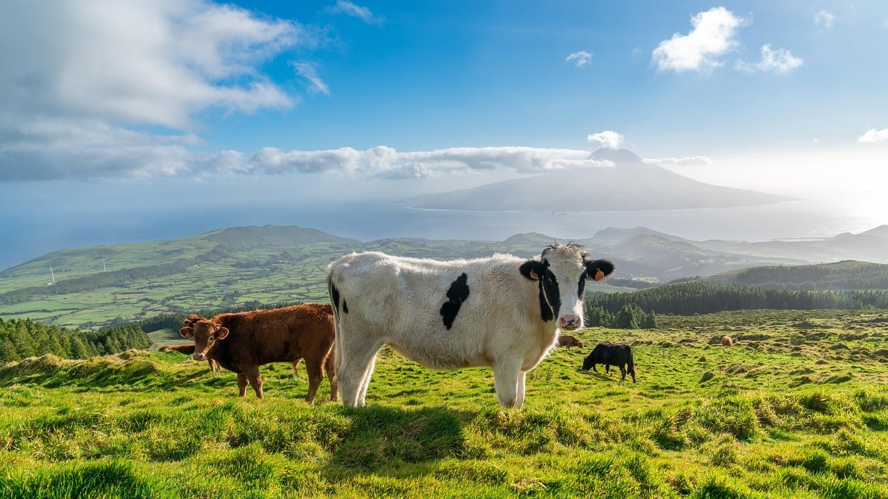Pico, Portugal