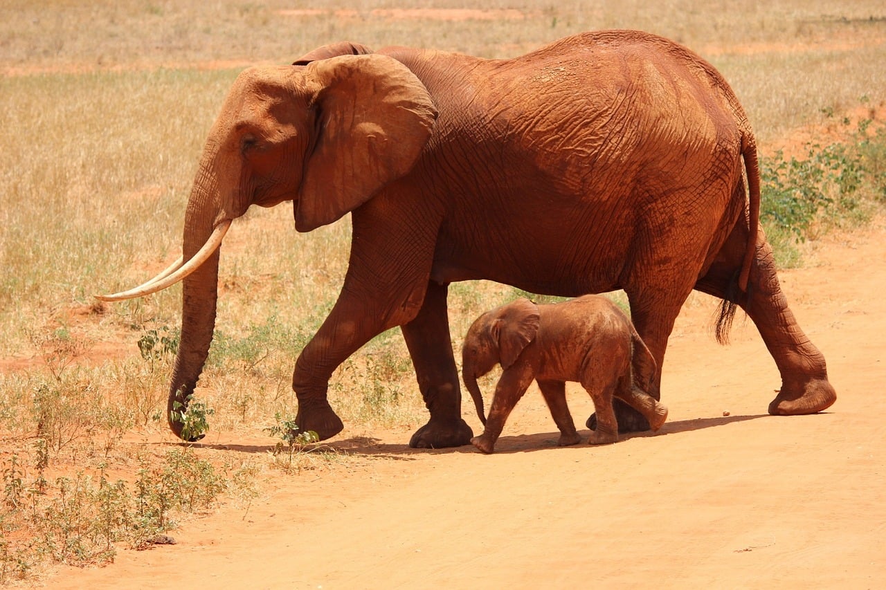 Tsavo, Kenya