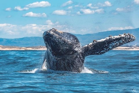Monterey & Carmel - Whale Watching Tour From Monterey
