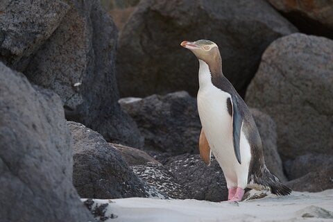 Dunedin & The Otago Peninsula - Clearwater Wildlife Tours (small group 10max) Otago Peninsula