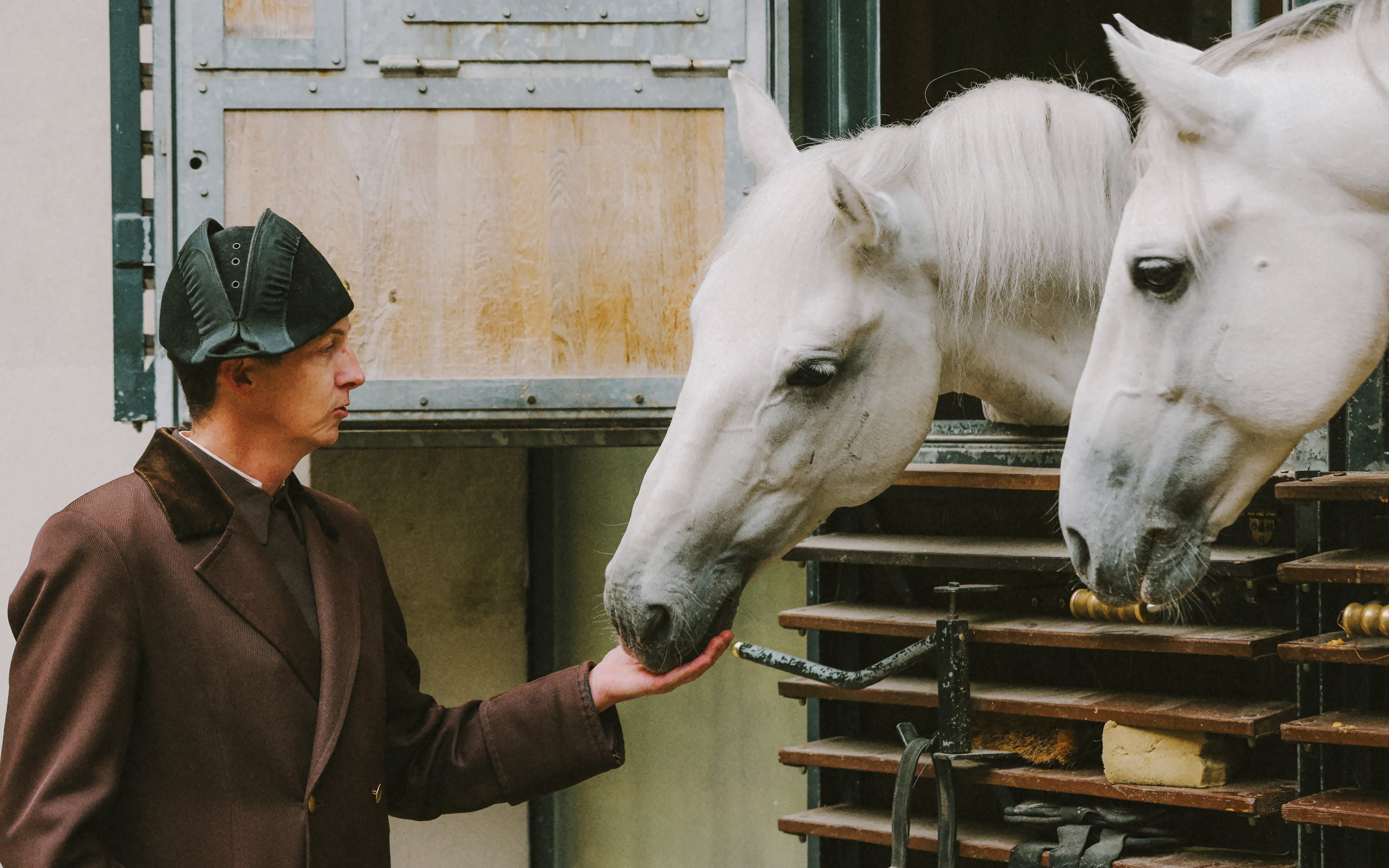 Spanish Riding School Guided Tour