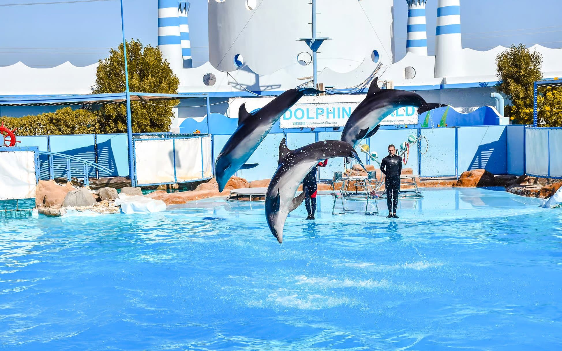 Hurghada Dolphin World Show Tickets with Optional Transfers