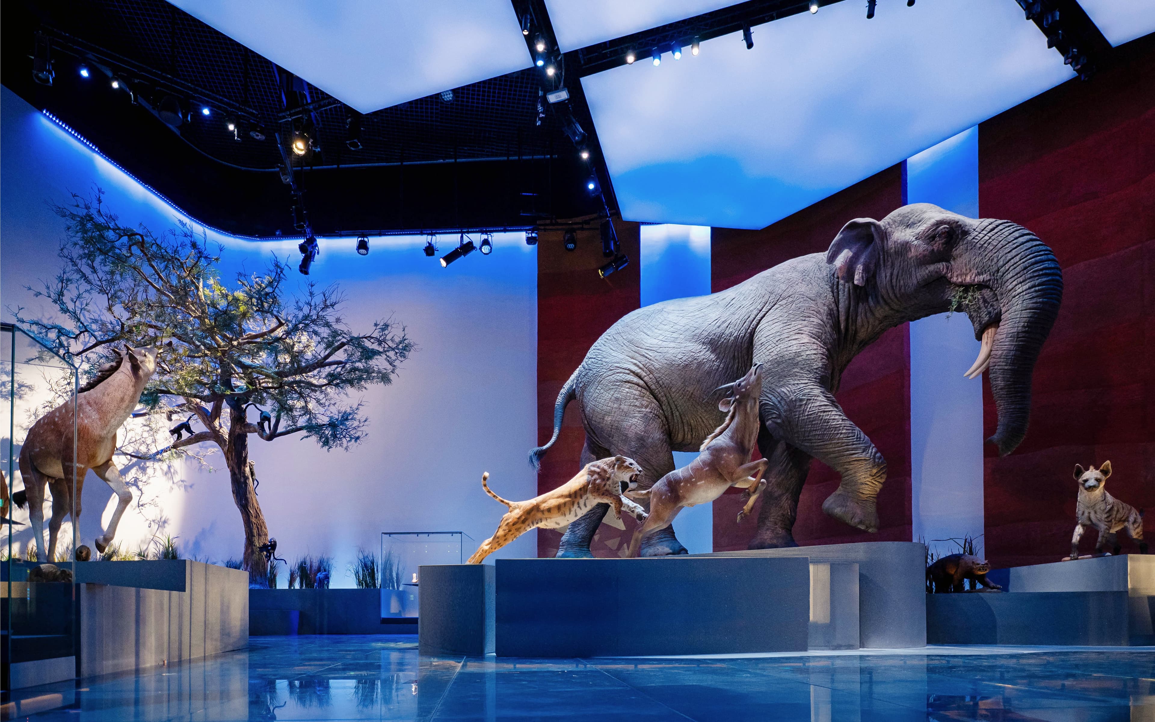 Natural History Museum Abu Dhabi Tickets