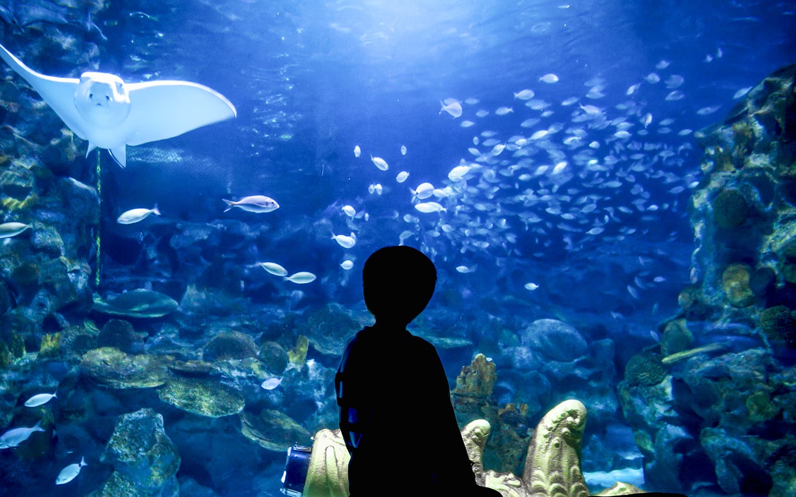 Istanbul Aquarium Tickets with Bus Transfers from Taksim & Sultanahmet