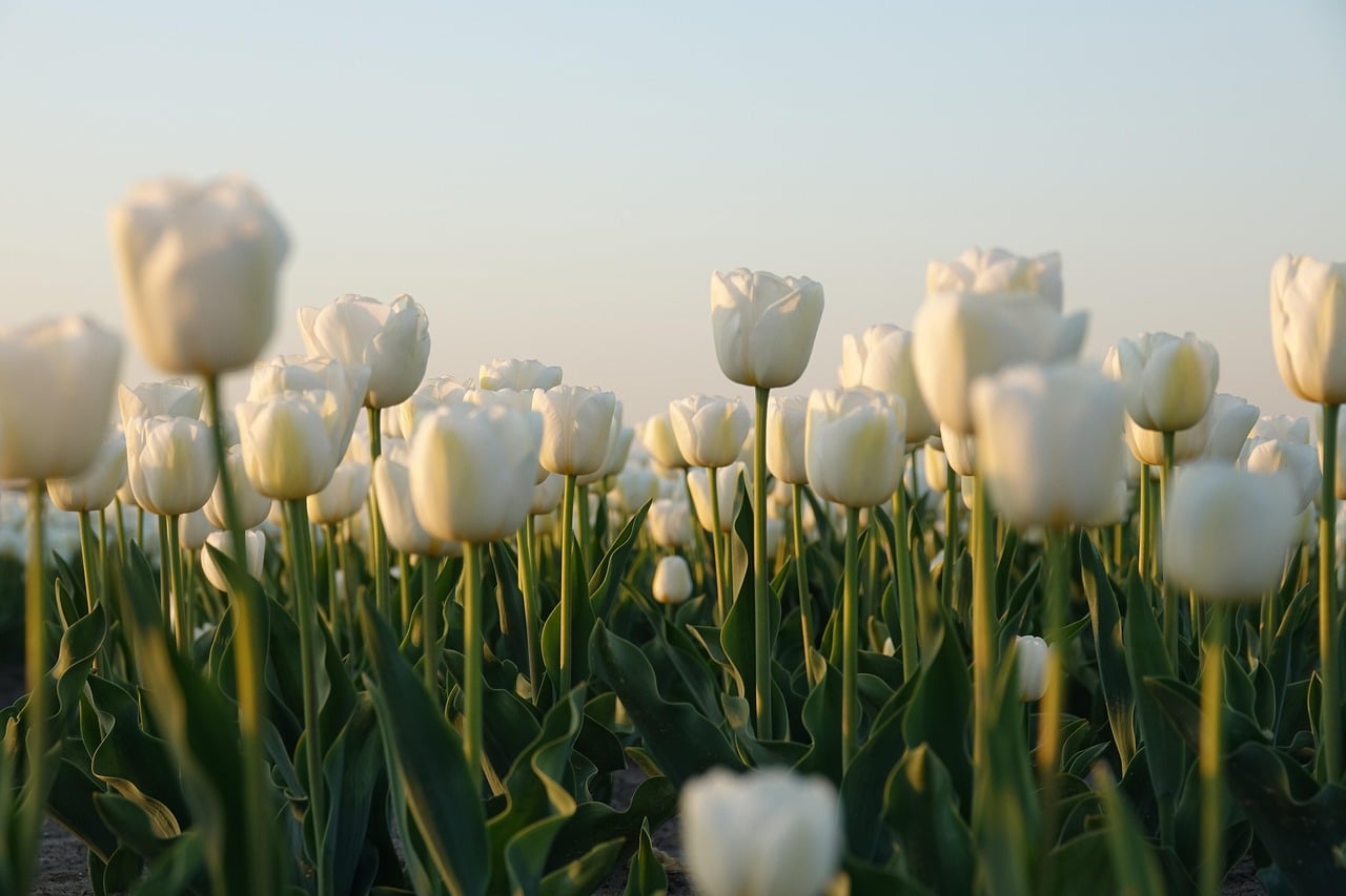 Flevoland Province, Netherlands