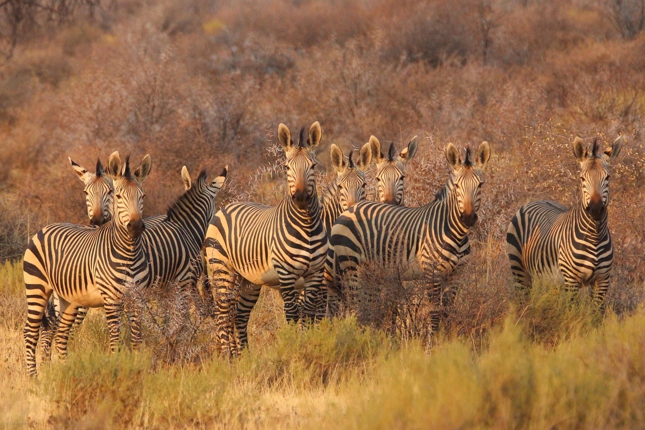 Gansbaai, South Africa