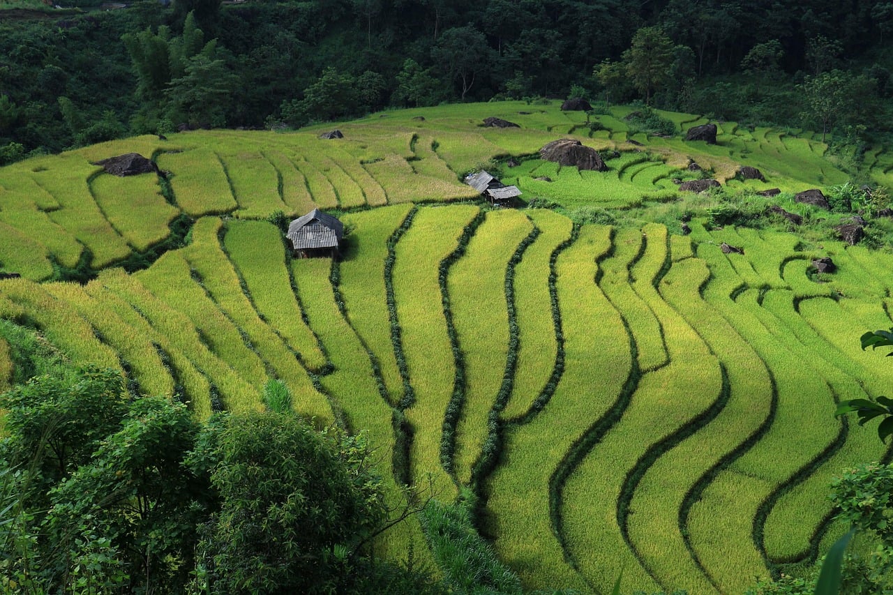 Hau Thao, Vietnam