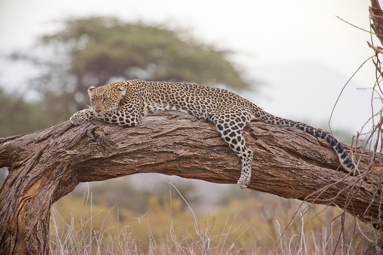 Nanyuki, Kenya
