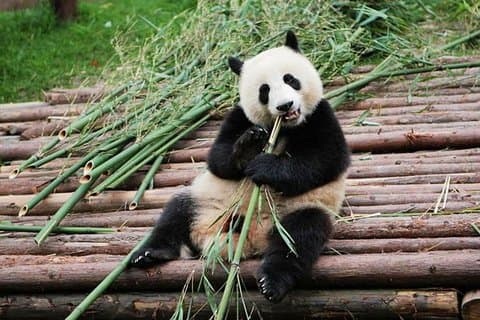 Halve dag tour op Chengdu Panda Breeding Research Base